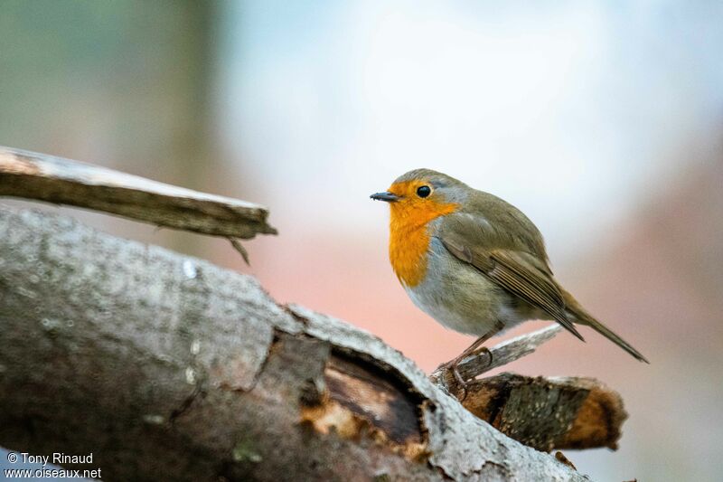 European Robinadult, identification, aspect