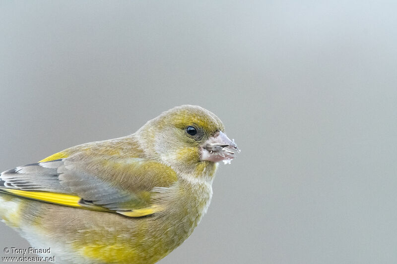 European Greenfinchadult, close-up portrait, aspect, pigmentation, walking, eats