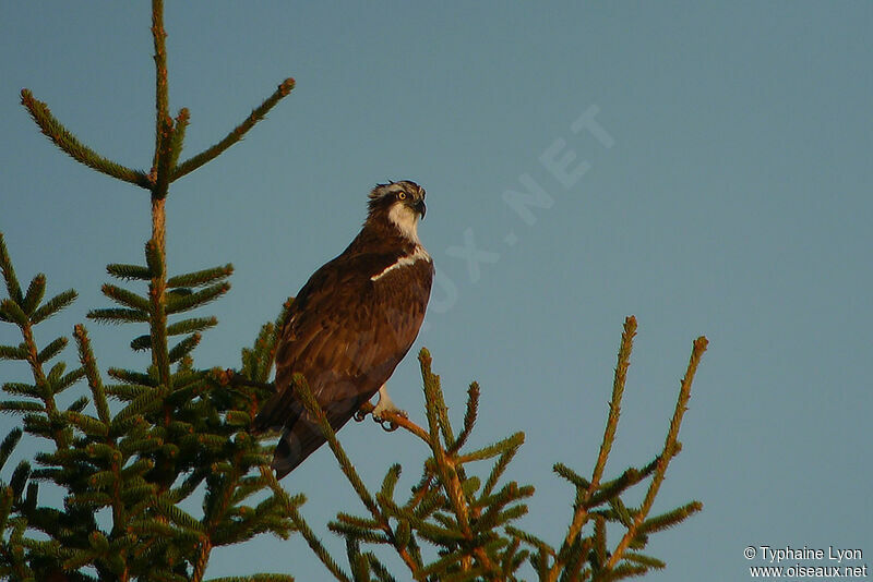 Osprey