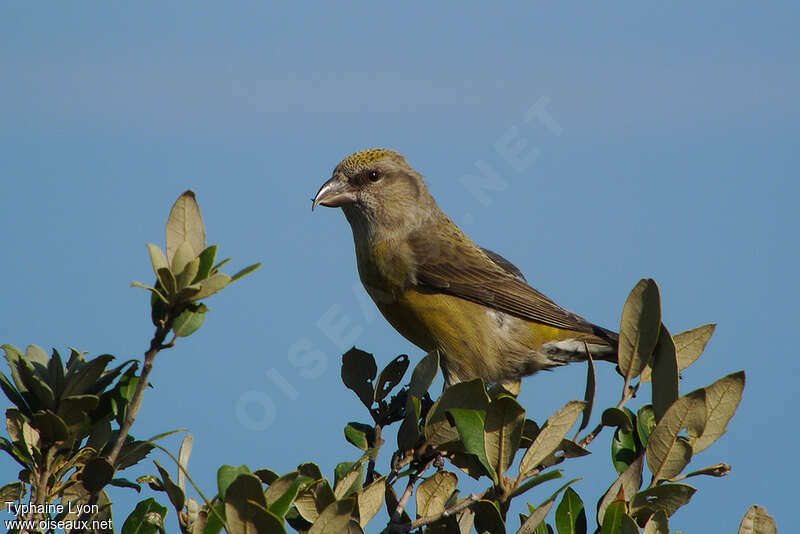 Red Crossbill female