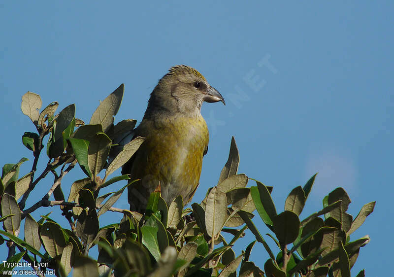 Red Crossbill female, close-up portrait