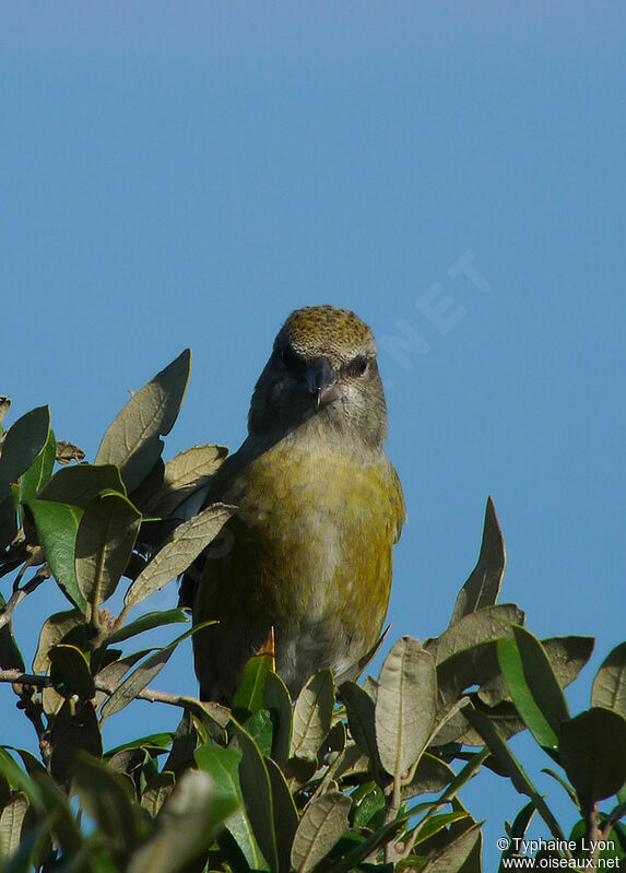 Red Crossbill