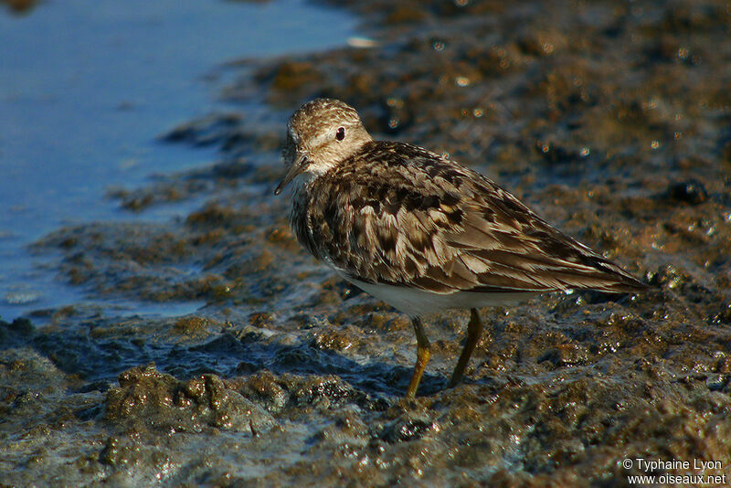 Temminck's Stint