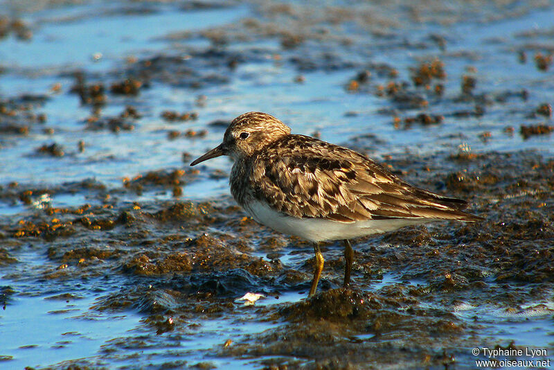 Temminck's Stint