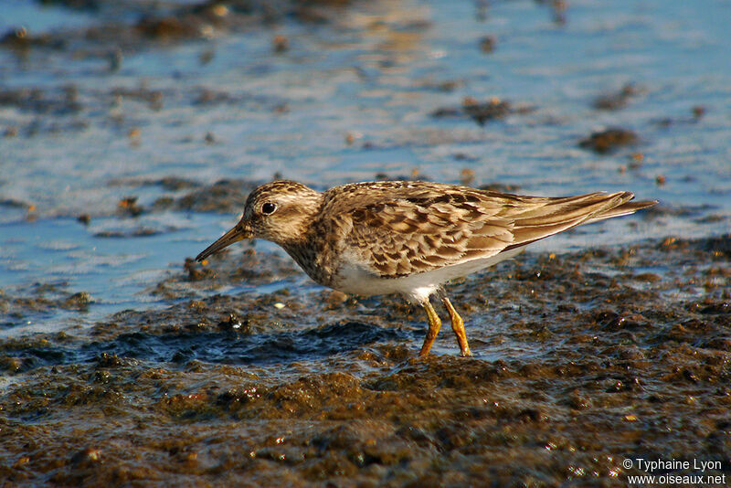 Temminck's Stint