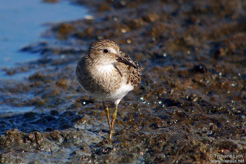 Temminck's Stint