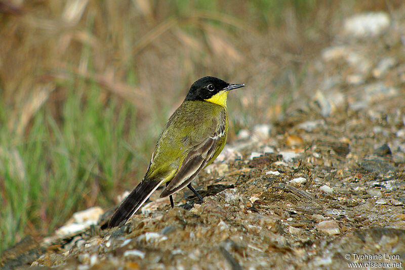 Western Yellow Wagtail (feldegg) male adult