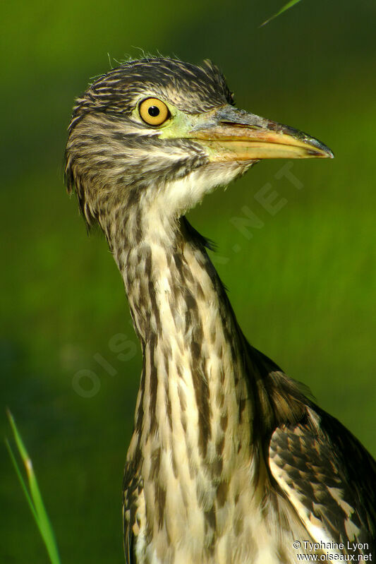 Black-crowned Night Heron