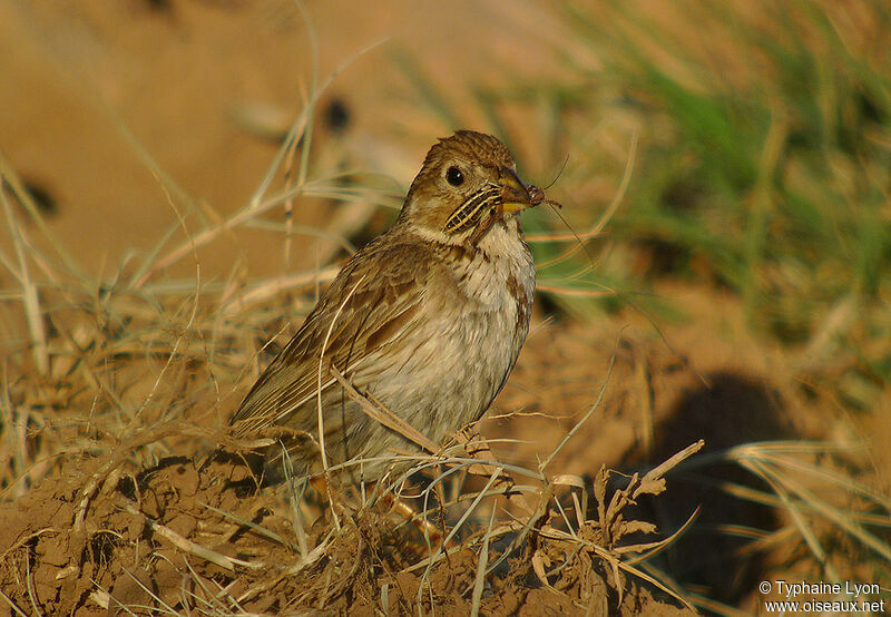 Corn Bunting, feeding habits