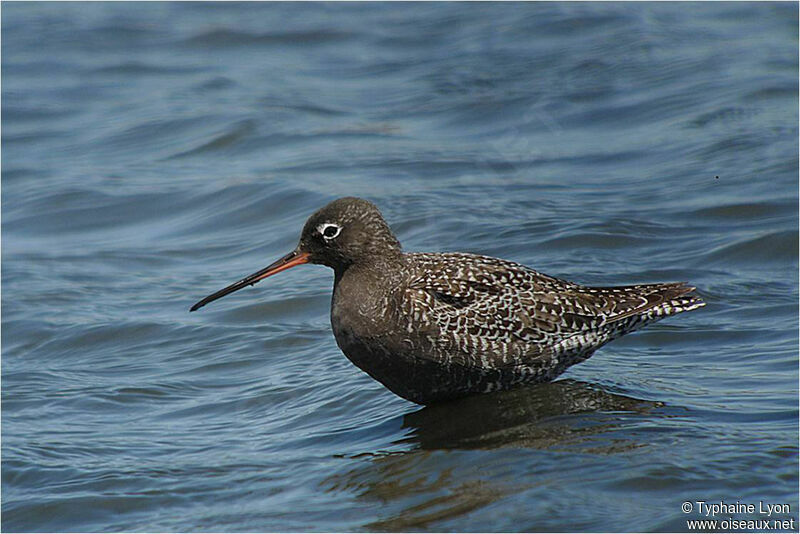 Spotted Redshank