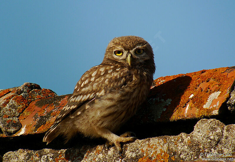 Little Owl