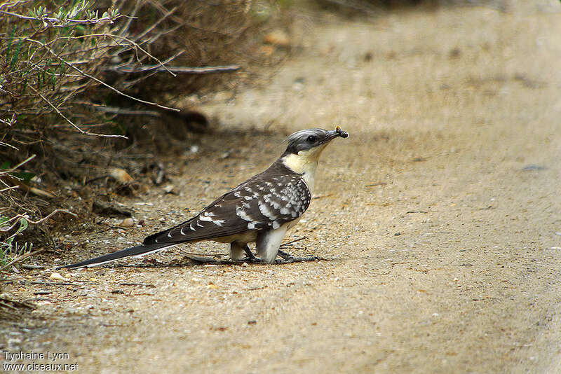 Great Spotted Cuckooadult, feeding habits, fishing/hunting