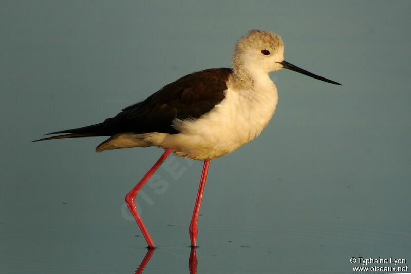 Black-winged Stilt