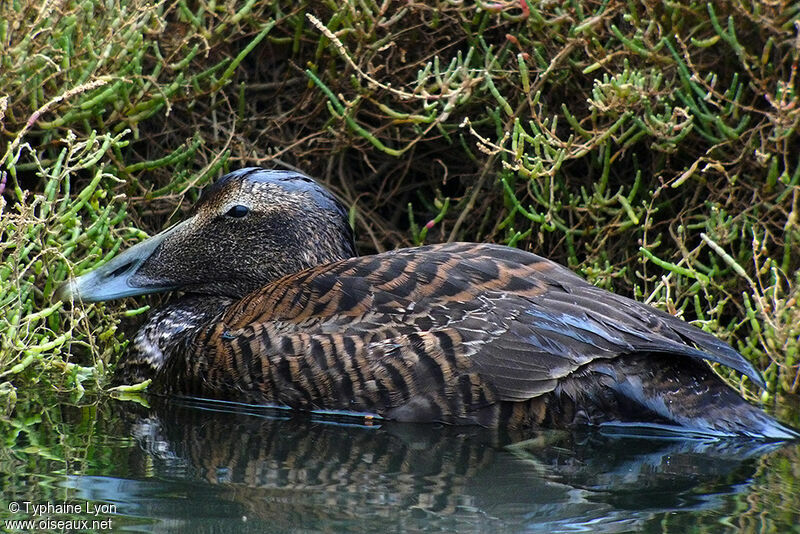 Common Eider