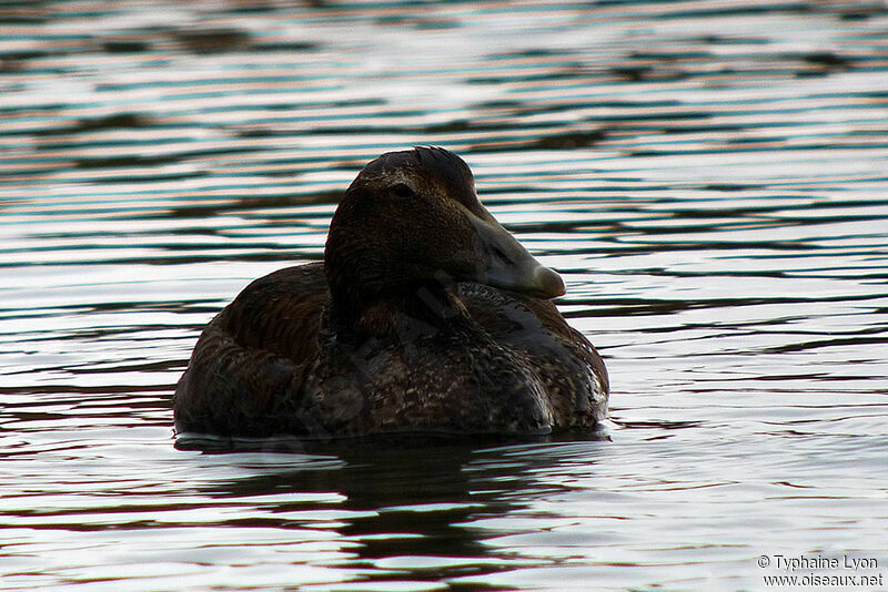 Eider à duvet