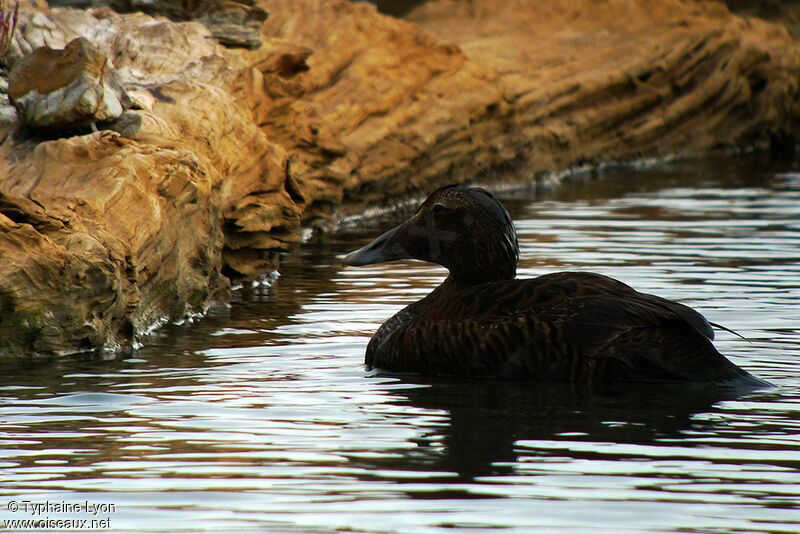 Eider à duvet