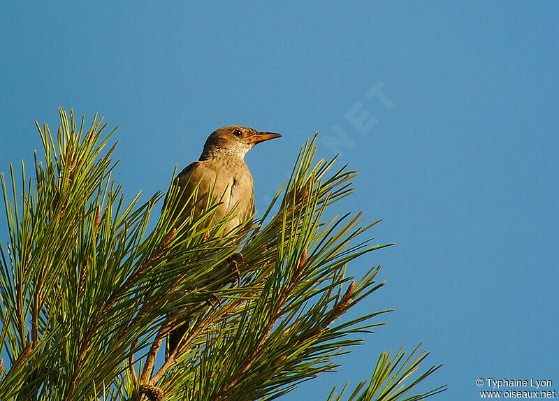 Rosy Starling