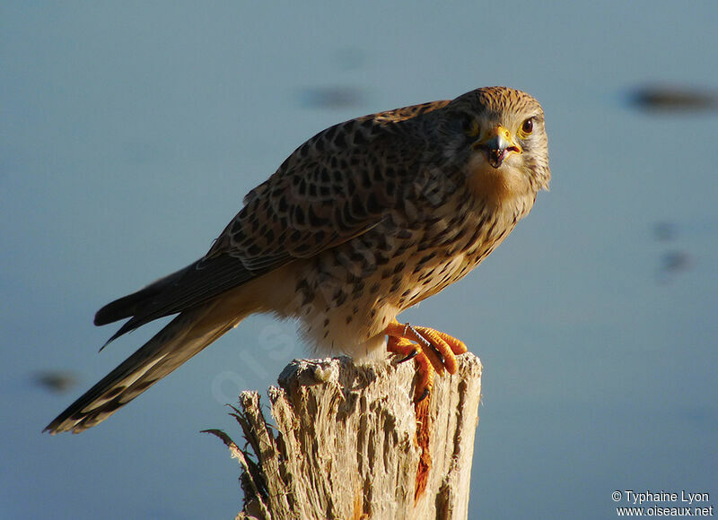 Common Kestrel