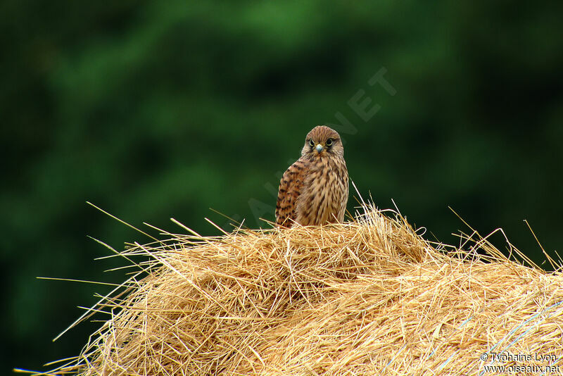 Common Kestrel