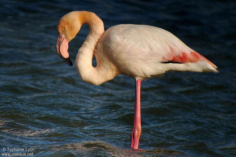 Flamant roseadulte