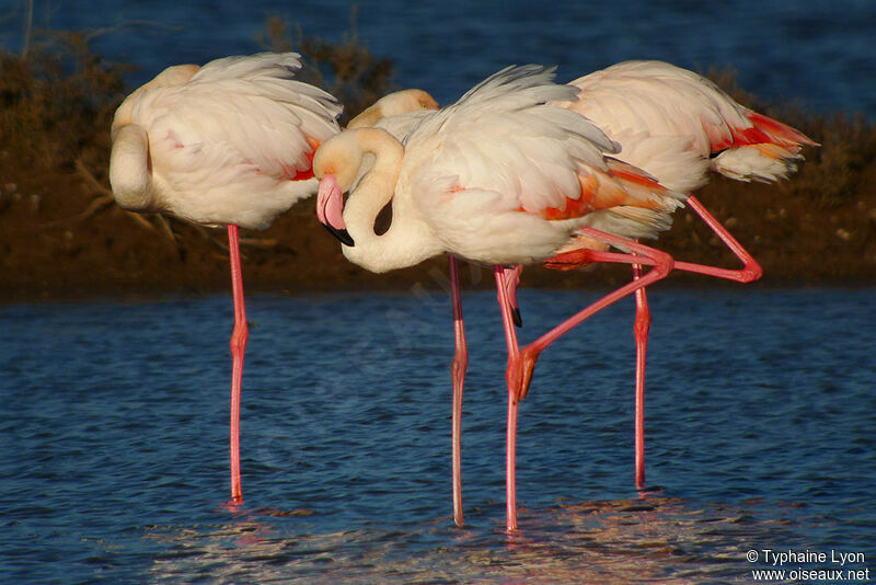 Flamant roseadulte