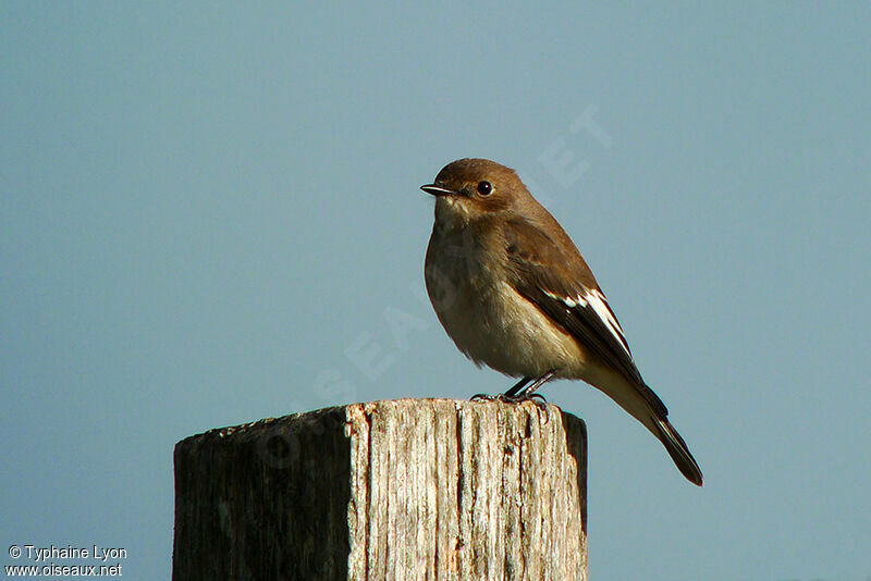 European Pied Flycatcher