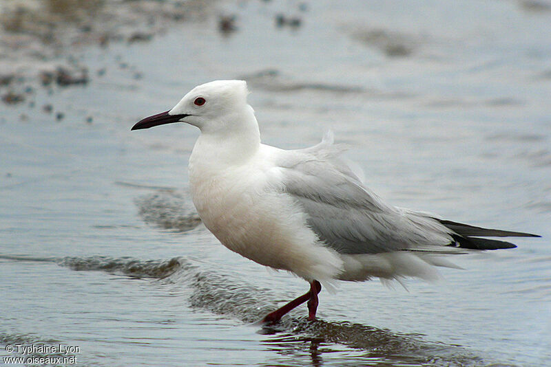 Slender-billed Gull