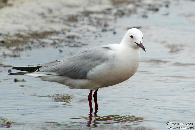 Slender-billed Gull