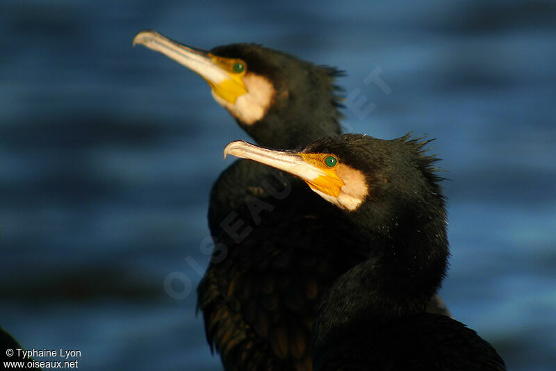 Great Cormorant