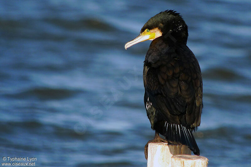 Great Cormorant