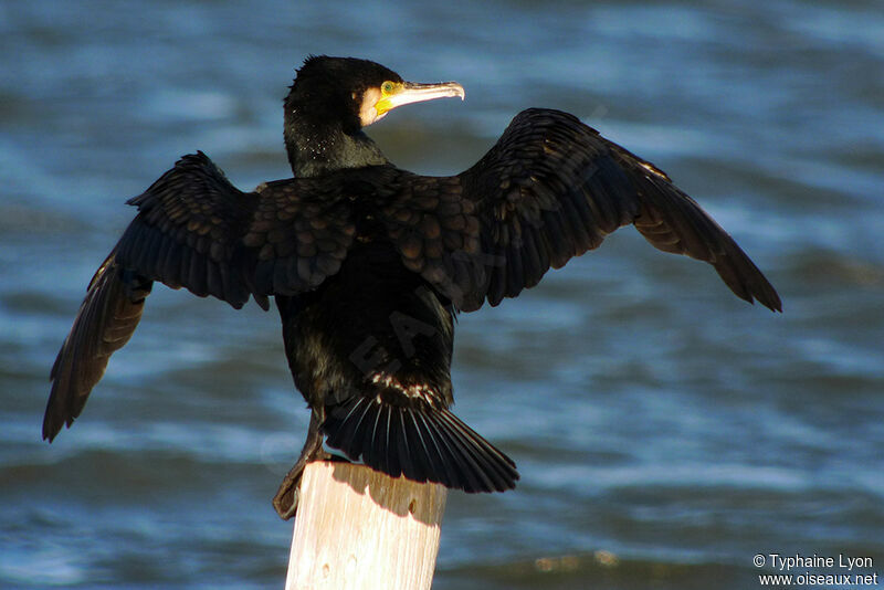 Great Cormorant