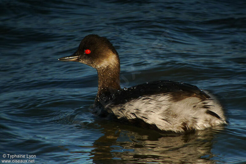 Black-necked Grebe