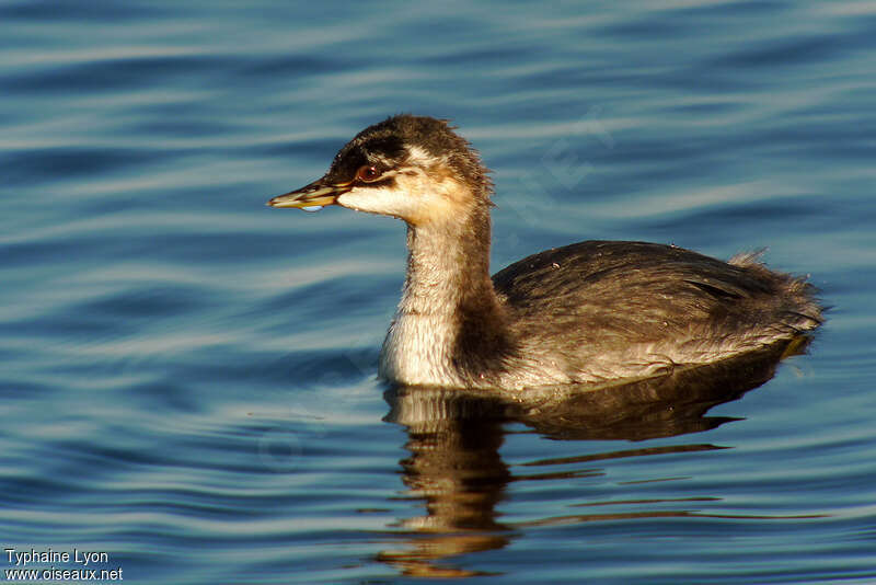 Grèbe à cou noirjuvénile, identification