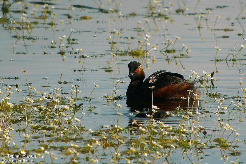 Black-necked Grebe