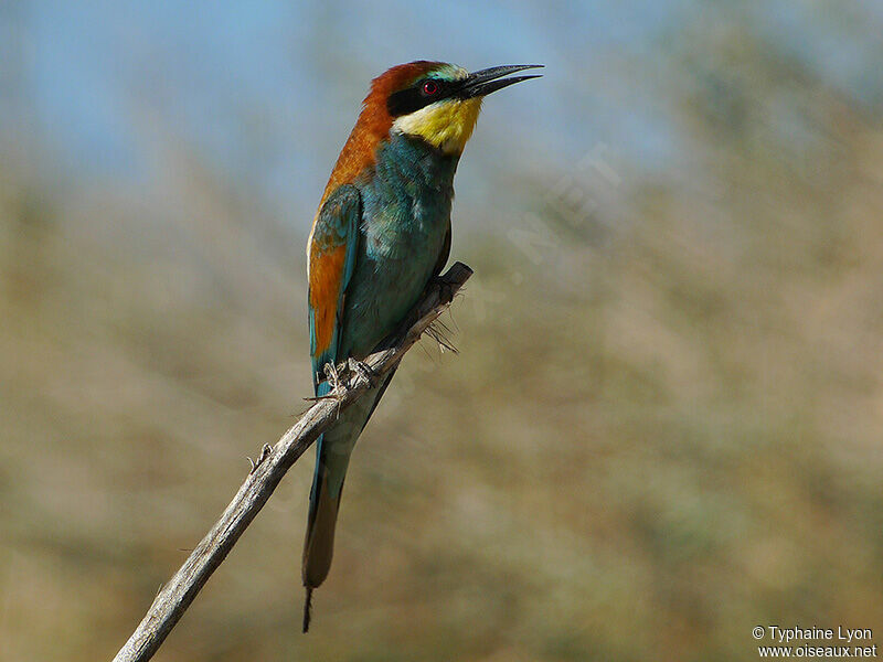 European Bee-eater