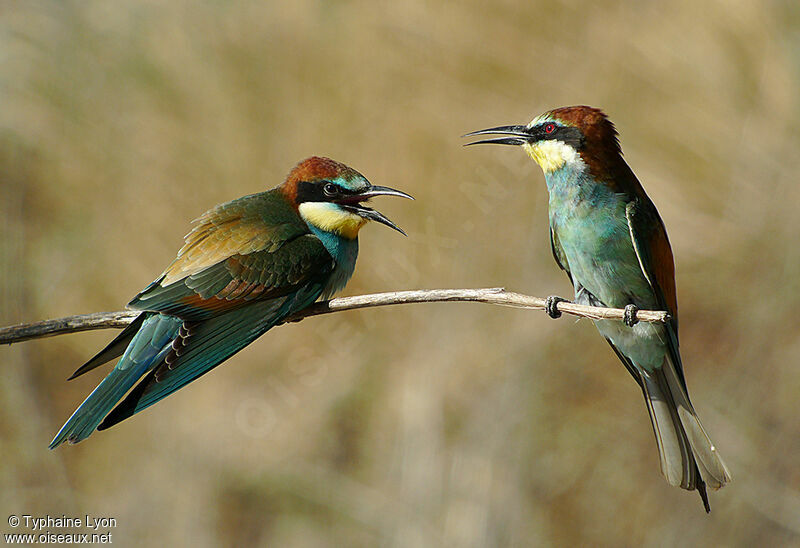 European Bee-eater