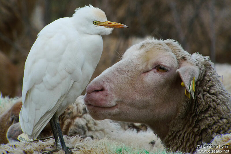 Western Cattle Egret