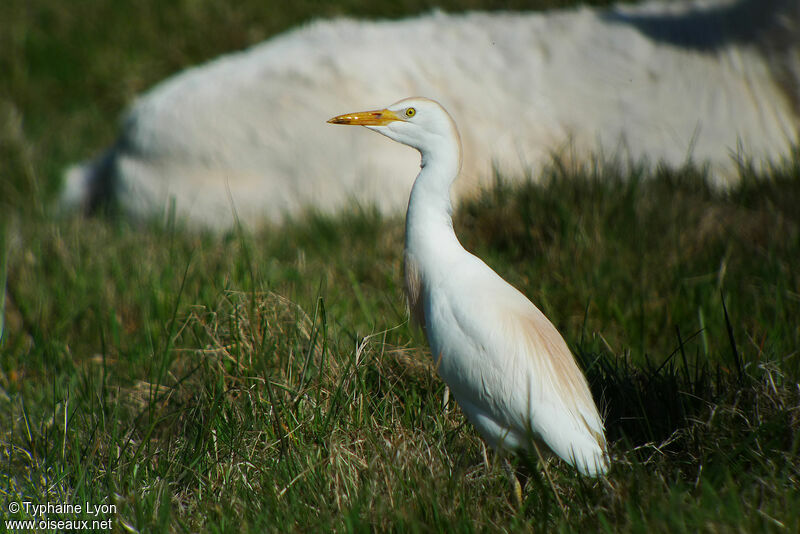 Western Cattle Egret