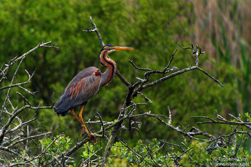 Purple Heronadult breeding