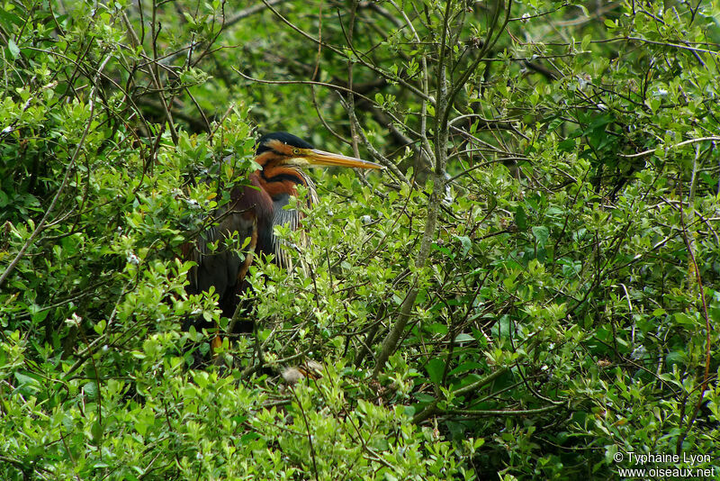 Purple Heron