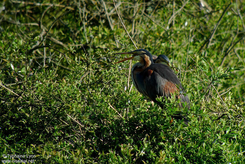 Purple Heron