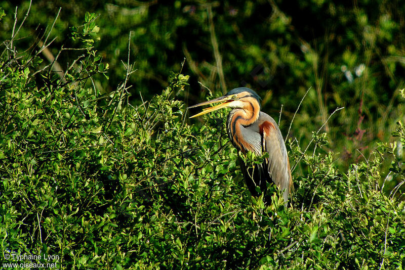 Purple Heron