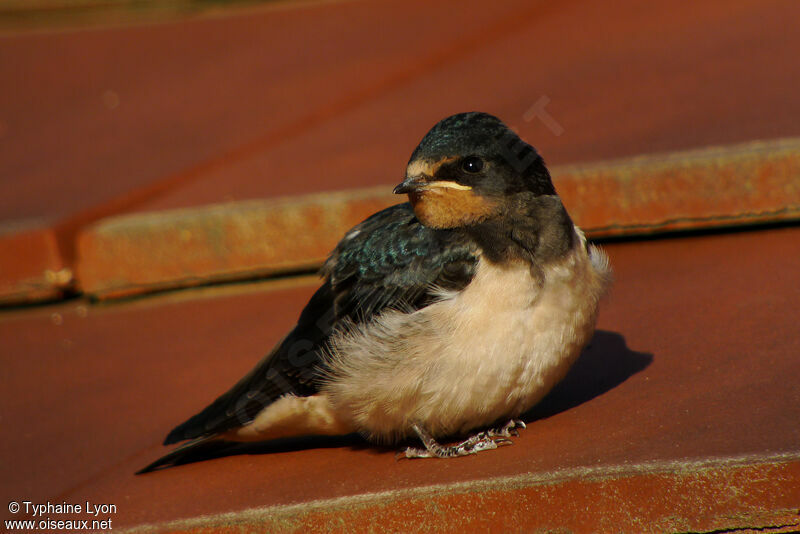 Barn Swallow