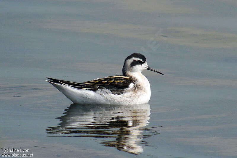 Phalarope à bec étroitjuvénile, identification