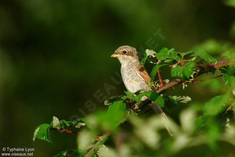 Red-backed Shrike