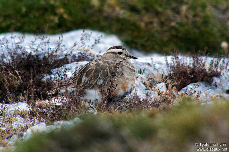 Eurasian Dotterel