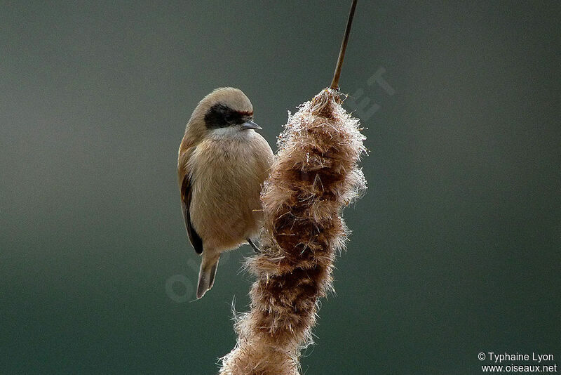 Eurasian Penduline Tit