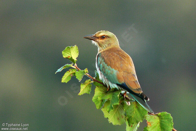 European Roller