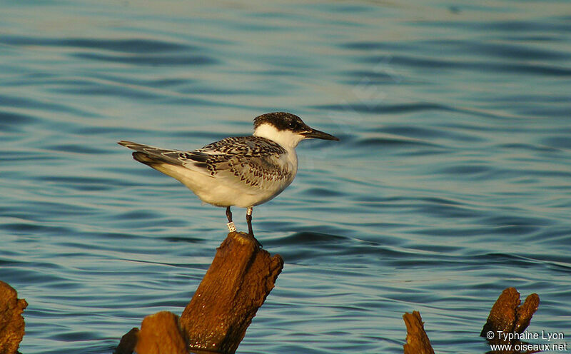 Sandwich Tern