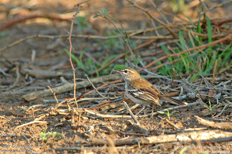 White-browed Scrub Robinadult, identification